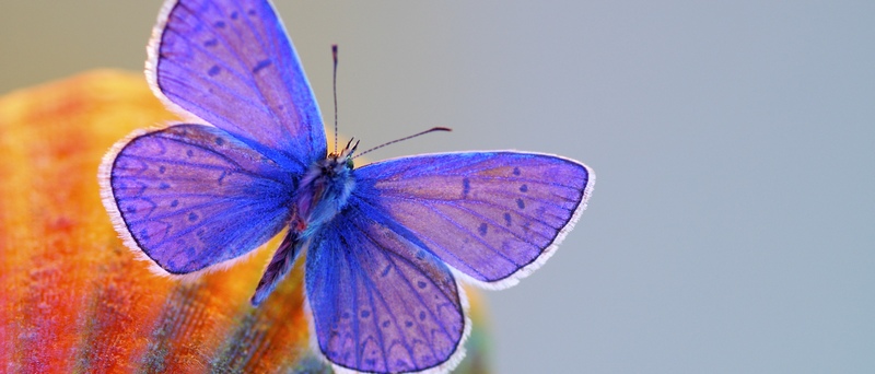 Все о бабочках в Ядрине | ЗооТом портал о животных