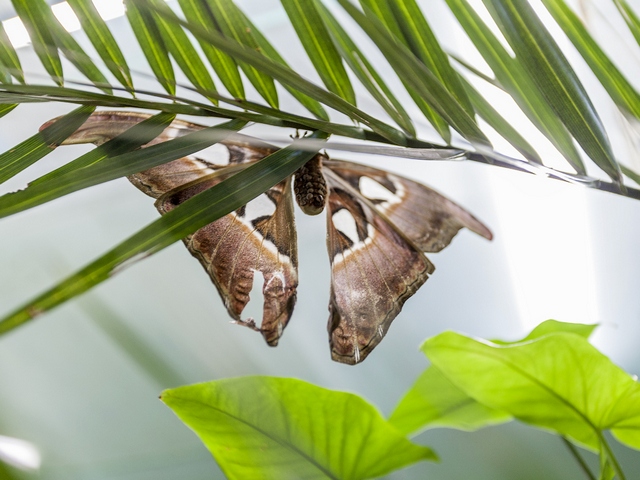Породы бабочек | ЗооТом - продажа, вязка и услуги для животных в Ядрине