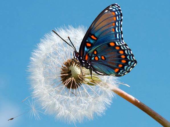 Породы бабочек | ЗооТом - продажа, вязка и услуги для животных в Ядрине