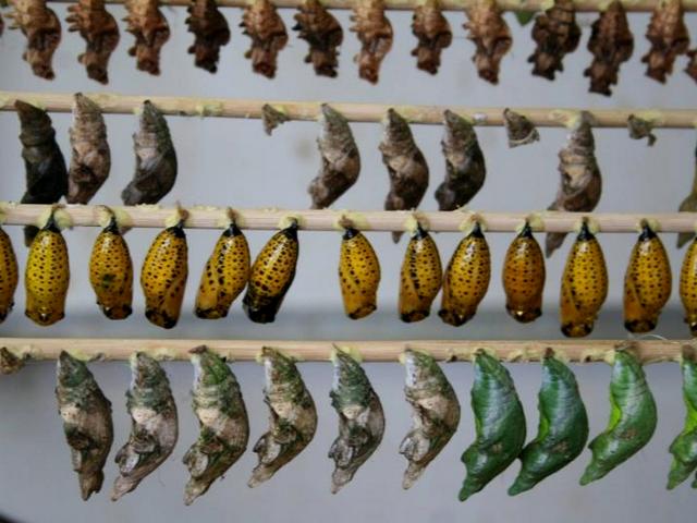 Содержание бабочек и уход за ними | ЗооТом - продажа, вязка и услуги для животных в Ядрине