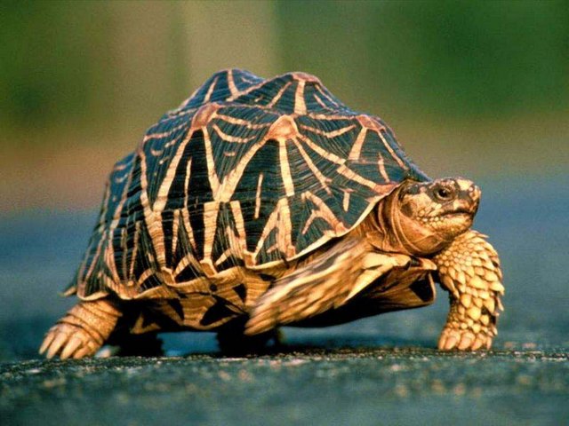 Все о черепахах в Ядрине | ЗооТом портал о животных