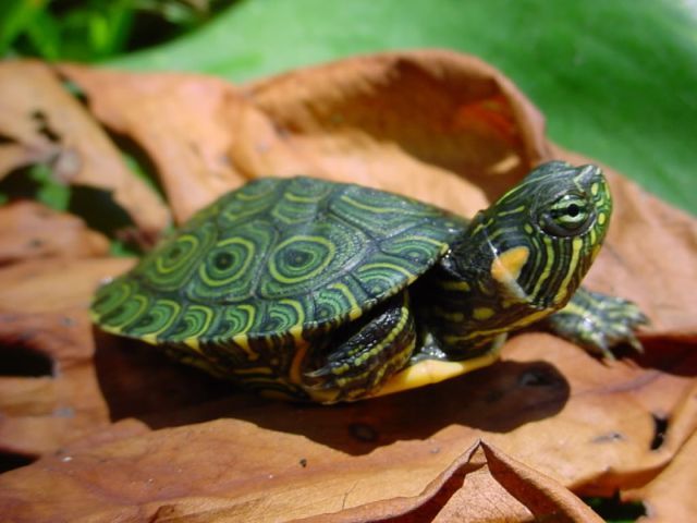 Породы черепах в Ядрине | ЗооТом портал о животных