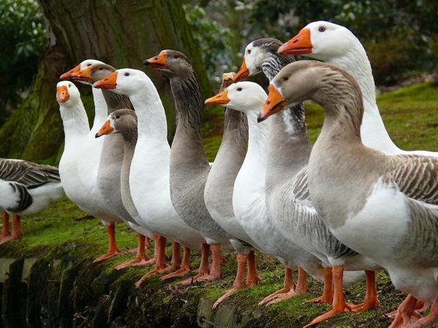 Породы гусей | ЗооТом - продажа, вязка и услуги для животных в Ядрине