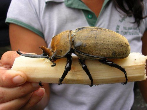 Породы жуков в Ядрине | ЗооТом портал о животных