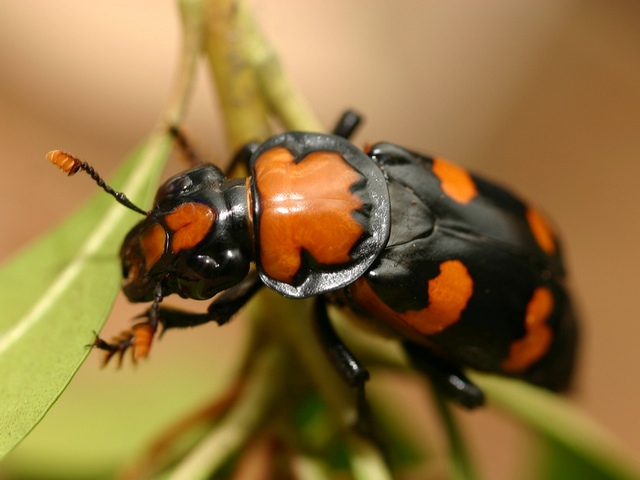 Все о жуках в Ядрине | ЗооТом портал о животных
