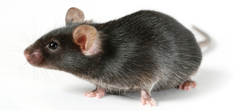 Все о крысах в Ядрине | ЗооТом портал о животных
