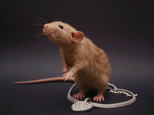 Породы крыс | ЗооТом - продажа, вязка и услуги для животных в Ядрине