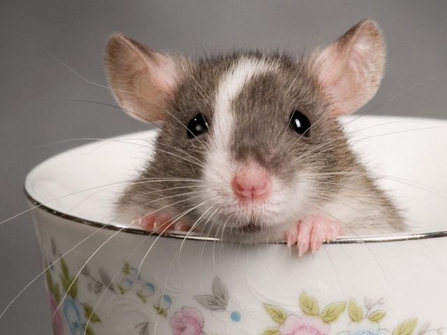 Породы крыс | ЗооТом - продажа, вязка и услуги для животных в Ядрине