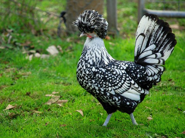 Породы куриц | ЗооТом - продажа, вязка и услуги для животных в Ядрине