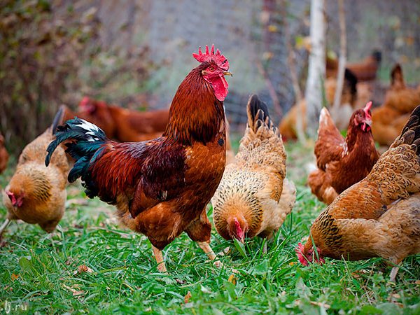 Породы куриц | ЗооТом - продажа, вязка и услуги для животных в Ядрине
