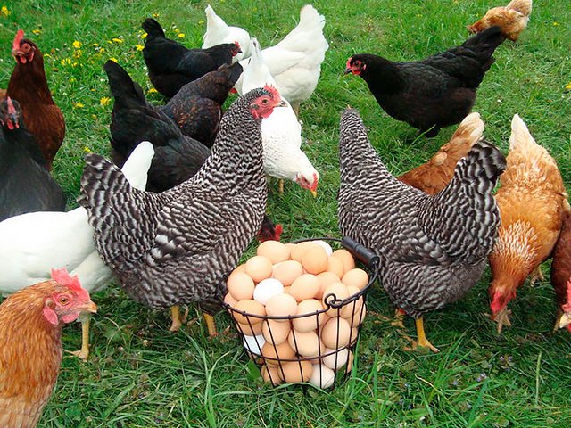 Содержание кур и уход за ними | ЗооТом - продажа, вязка и услуги для животных в Ядрине