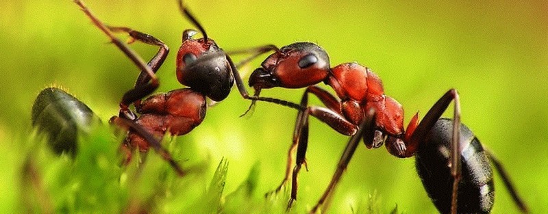 Все о муравьях в Ядрине | ЗооТом портал о животных