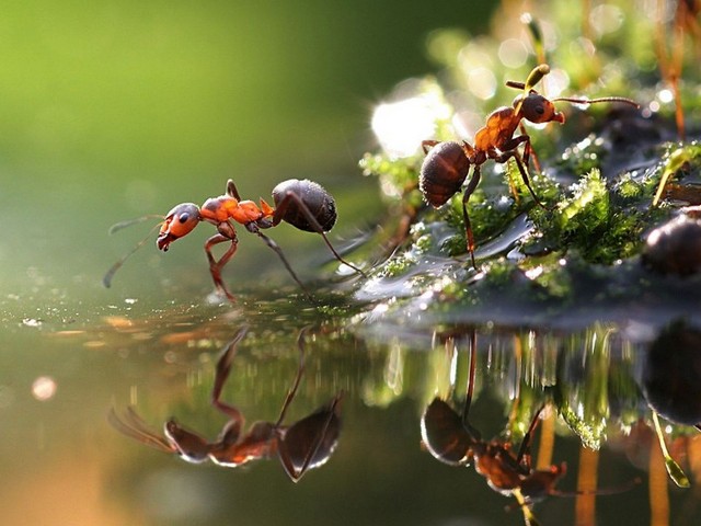 Породы муравьев в Ядрине | ЗооТом портал о животных