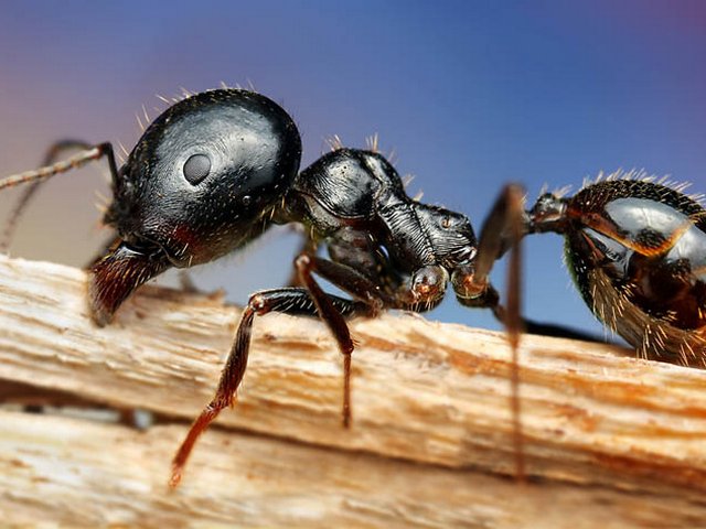 Породы муравьев в Ядрине | ЗооТом портал о животных