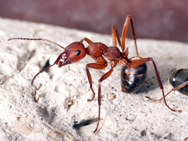 Содержание муравьев и уход за ними в Ядрине | ЗооТом портал о животных