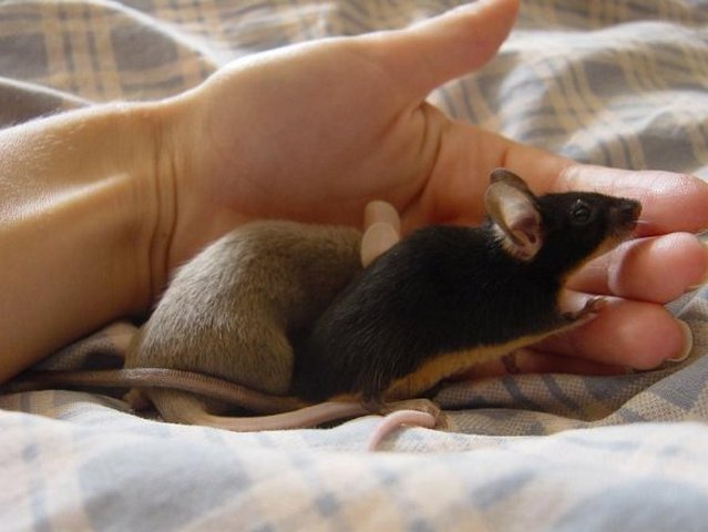 Все о мышах в Ядрине | ЗооТом - продажа, вязка и услуги для животных в Ядрине