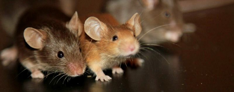 Все о мышах в Ядрине | ЗооТом - продажа, вязка и услуги для животных в Ядрине