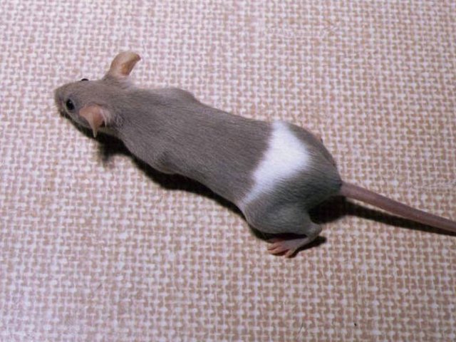 Породы мышей | ЗооТом - продажа, вязка и услуги для животных в Ядрине