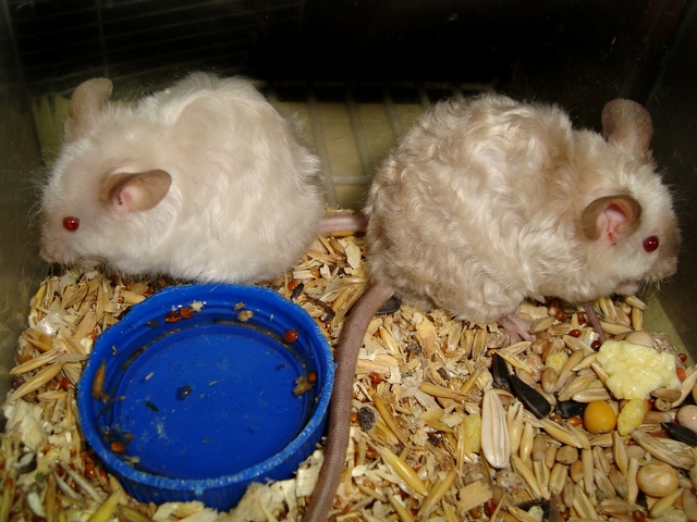 Породы мышей | ЗооТом - продажа, вязка и услуги для животных в Ядрине