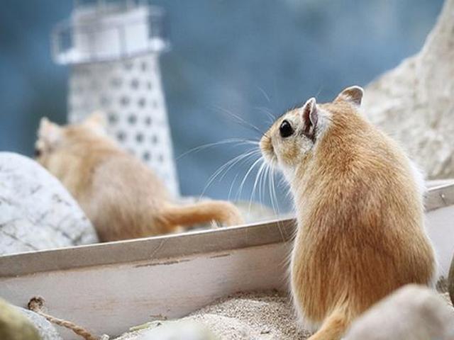 Содержание мышей и уход за ними в Ядрине | ЗооТом - продажа, вязка и услуги для животных в Ядрине
