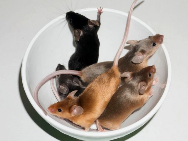 Содержание мышей и уход за ними в Ядрине | ЗооТом - продажа, вязка и услуги для животных в Ядрине