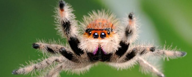 Все о пауках в Ядрине | ЗооТом портал о животных