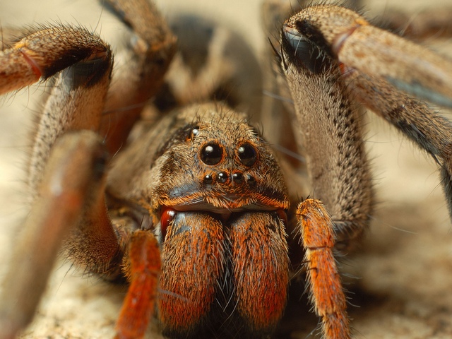 Породы пауков | ЗооТом - продажа, вязка и услуги для животных в Ядрине