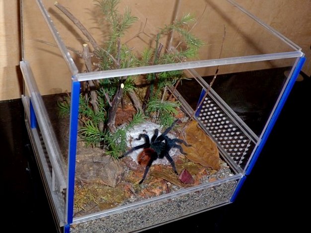 Содержание пауков и уход за ними | ЗооТом - продажа, вязка и услуги для животных в Ядрине