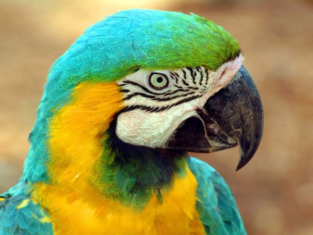 Все о попугаях в Ядрине | ЗооТом портал о животных