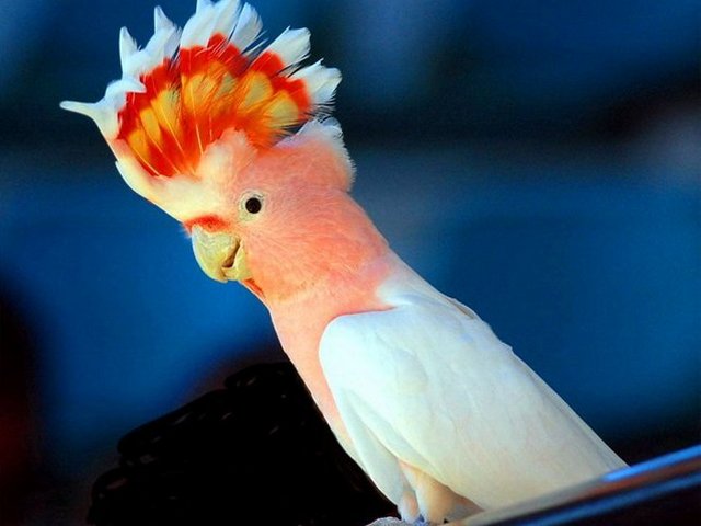 Породы попугаев | ЗооТом - продажа, вязка и услуги для животных в Ядрине