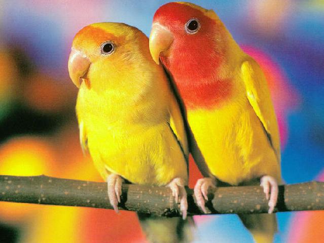 Породы попугаев | ЗооТом - продажа, вязка и услуги для животных в Ядрине