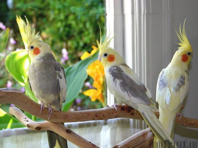 Содержание попугаев и уход за ними | ЗооТом - продажа, вязка и услуги для животных в Ядрине