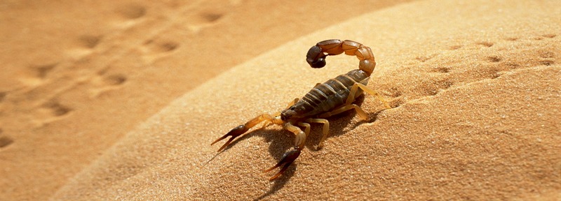 Все о скорпионах в Ядрине | ЗооТом портал о животных