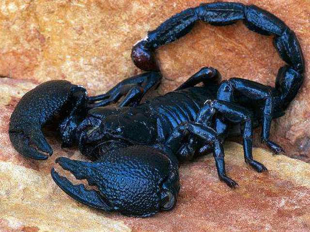Все о скорпионах в Ядрине | ЗооТом портал о животных
