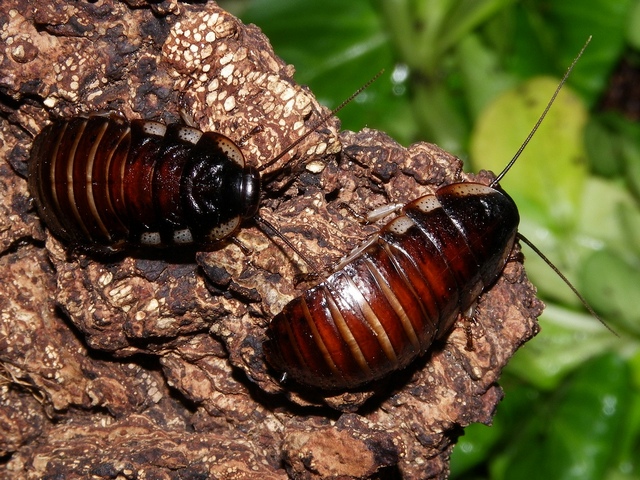 Породы тараканов в Ядрине | ЗооТом портал о животных