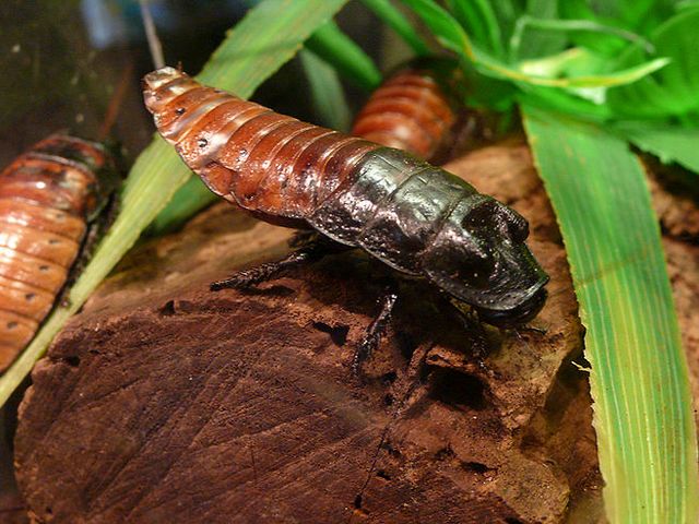 Содержание тараканов и уход за ними в Ядрине | ЗооТом портал о животных