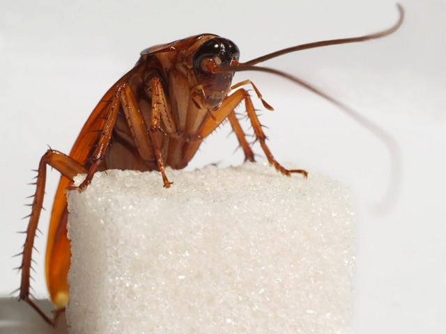 Все о тараканах в Ядрине | ЗооТом портал о животных