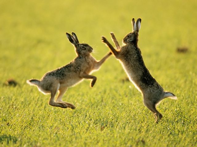 Породы зайцев | ЗооТом - продажа, вязка и услуги для животных в Ядрине