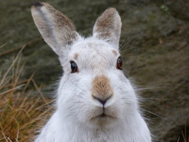 Содержание зайцев и уход за ними | ЗооТом - продажа, вязка и услуги для животных в Ядрине