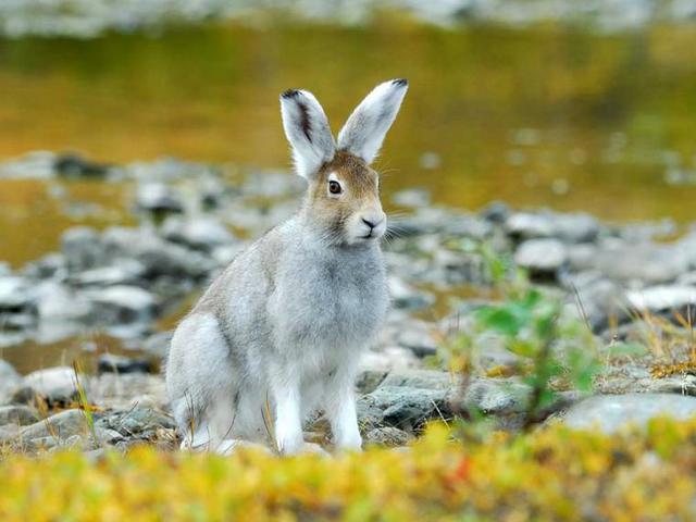 Содержание зайцев и уход за ними | ЗооТом - продажа, вязка и услуги для животных в Ядрине