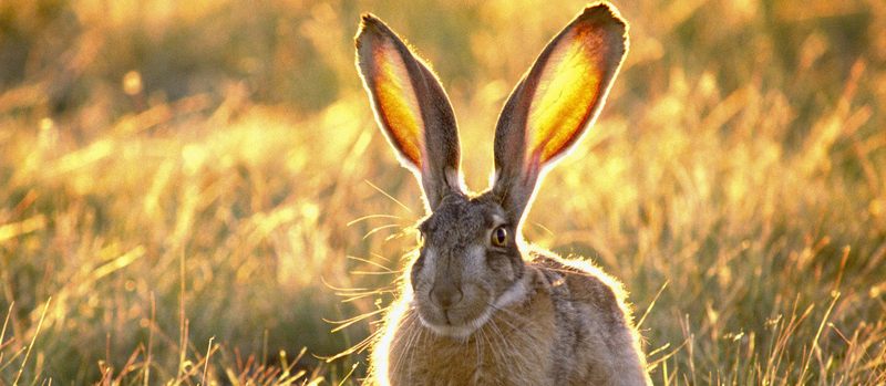 Все о зайцах | ЗооТом - продажа, вязка и услуги для животных в Ядрине