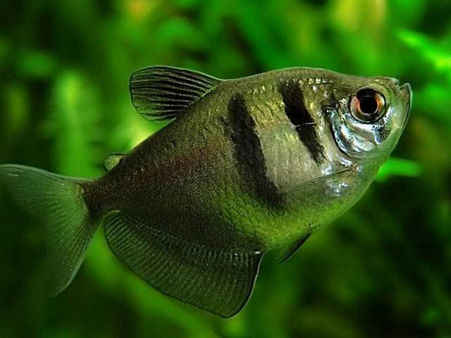 Статьи об аквариумных рыбках в Ядрине | ЗооТом портал о животных