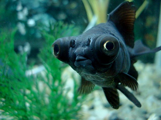 Породы аквариумных рыбок в Ядрине | ЗооТом портал о животных