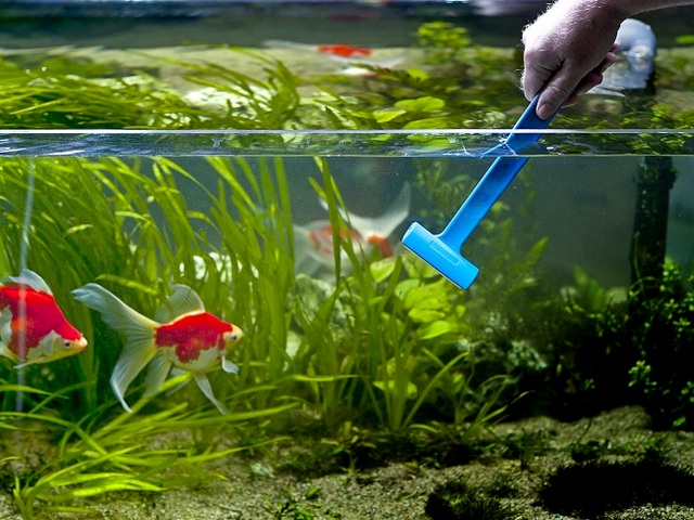 Содержание аквариумных рыбок и уход за ними в Ядрине | ЗооТом портал о животных