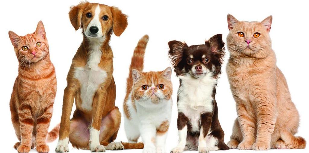 Доска объявлений о животных | ЗооТом - продажа, вязка и услуги для животных в Ядрине