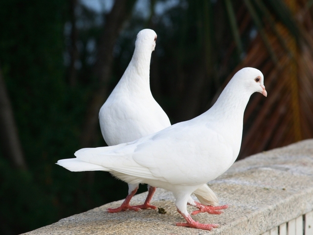 Все о голубях | ЗооТом - продажа, вязка и услуги для животных в Ядрине