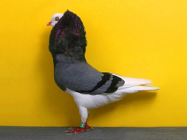 Породы голубей | ЗооТом - продажа, вязка и услуги для животных в Ядрине