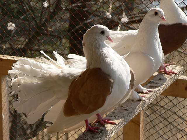 Содержание голубей и уход за ними в Ядрине
