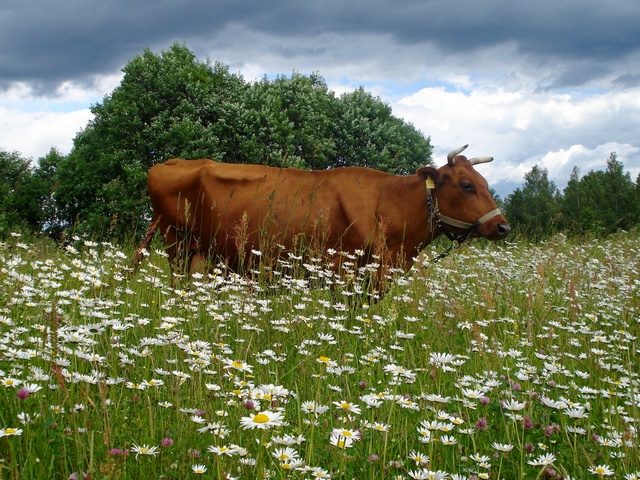 Все о коровах в Ядрине | ЗооТом портал о животных
