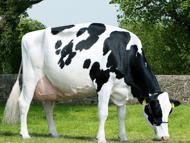 Породы коров в Ядрине | ЗооТом портал о животных